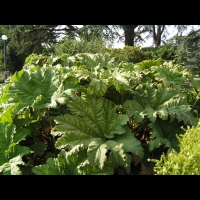 Ceratostigma Plumbaginoides (fam Plumbaginacees) (Chine) (1)